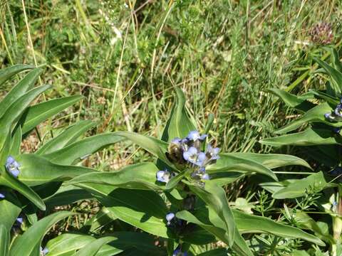 Image of Gentiana cruciata subsp. cruciata