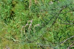 صورة Myricaria longifolia (Willd.) Ehrenb.