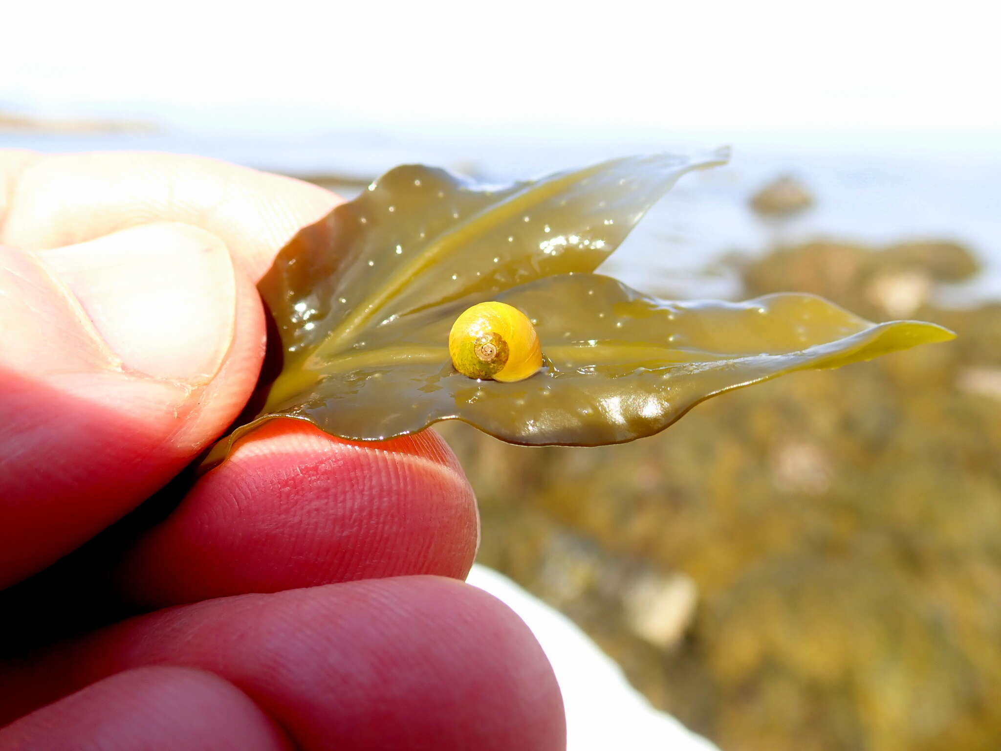 Plancia ëd Littorina obtusata (Linnaeus 1758)