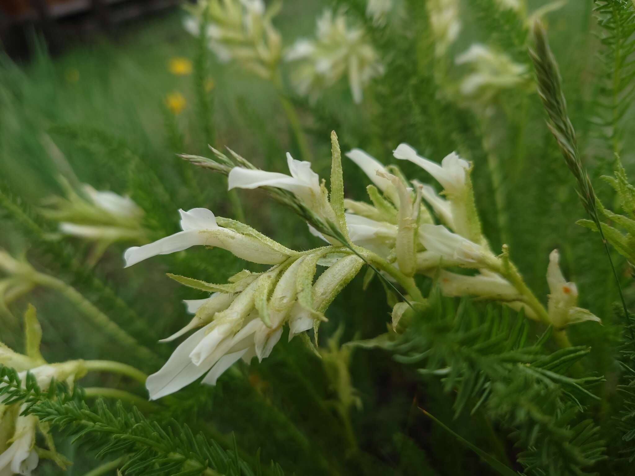 Oxytropis muricata (Pall.) DC. resmi