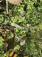 Image of silver-leaf ironbark