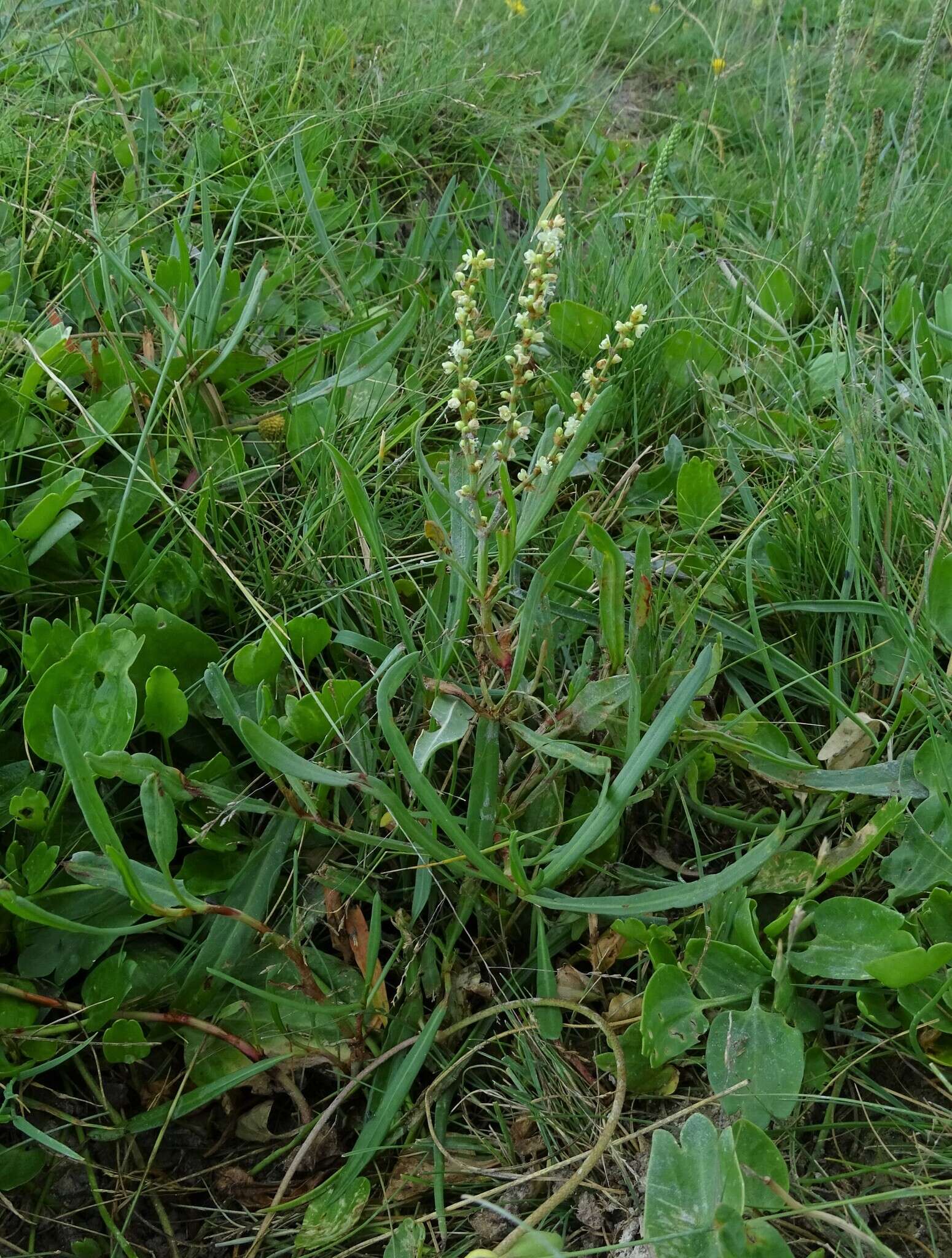 Image of Knorringia sibirica (Laxm.) N. N. Tzvel.