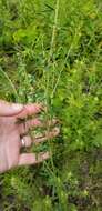 Image de Lespedeza angustifolia (Pursh) Elliott