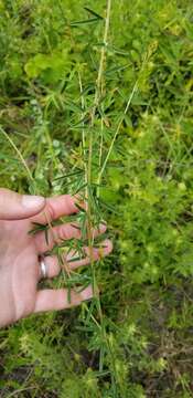 Image of Narrow-Leaf Bush-Clover