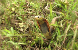 Image of Samar Cobra
