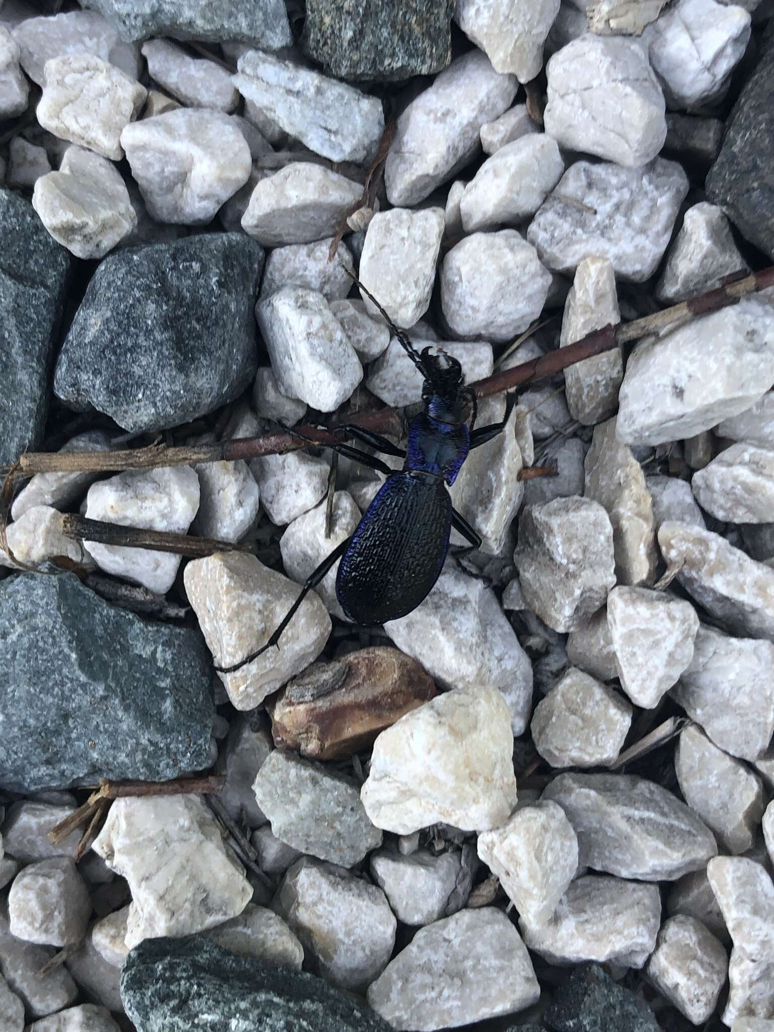 Image of Blue Ground Beetle