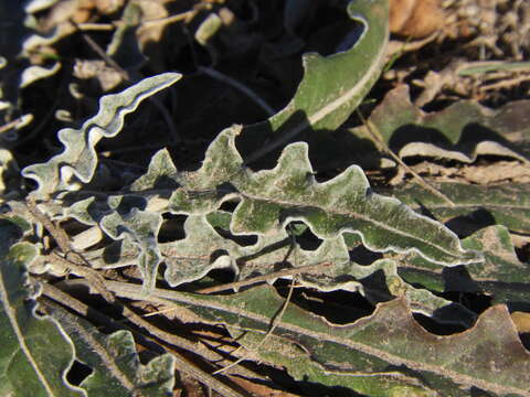 Image of Trichocline reptans (Wedd.) B. L. Rob.