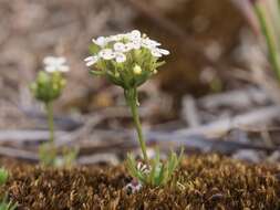 Image of Stylidium guttatum R. Br.