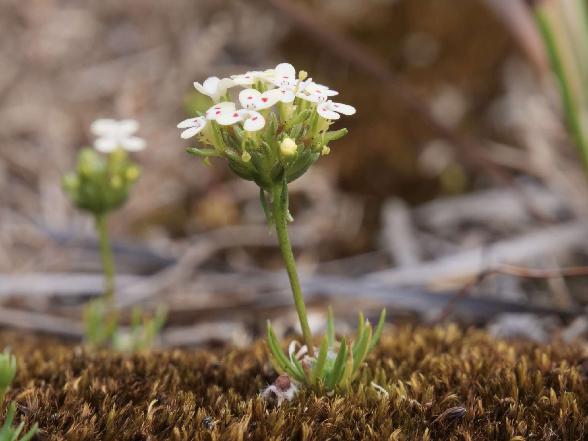 Image of Stylidium guttatum R. Br.