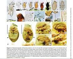 Image of Pyxicola pusilla Kent 1882