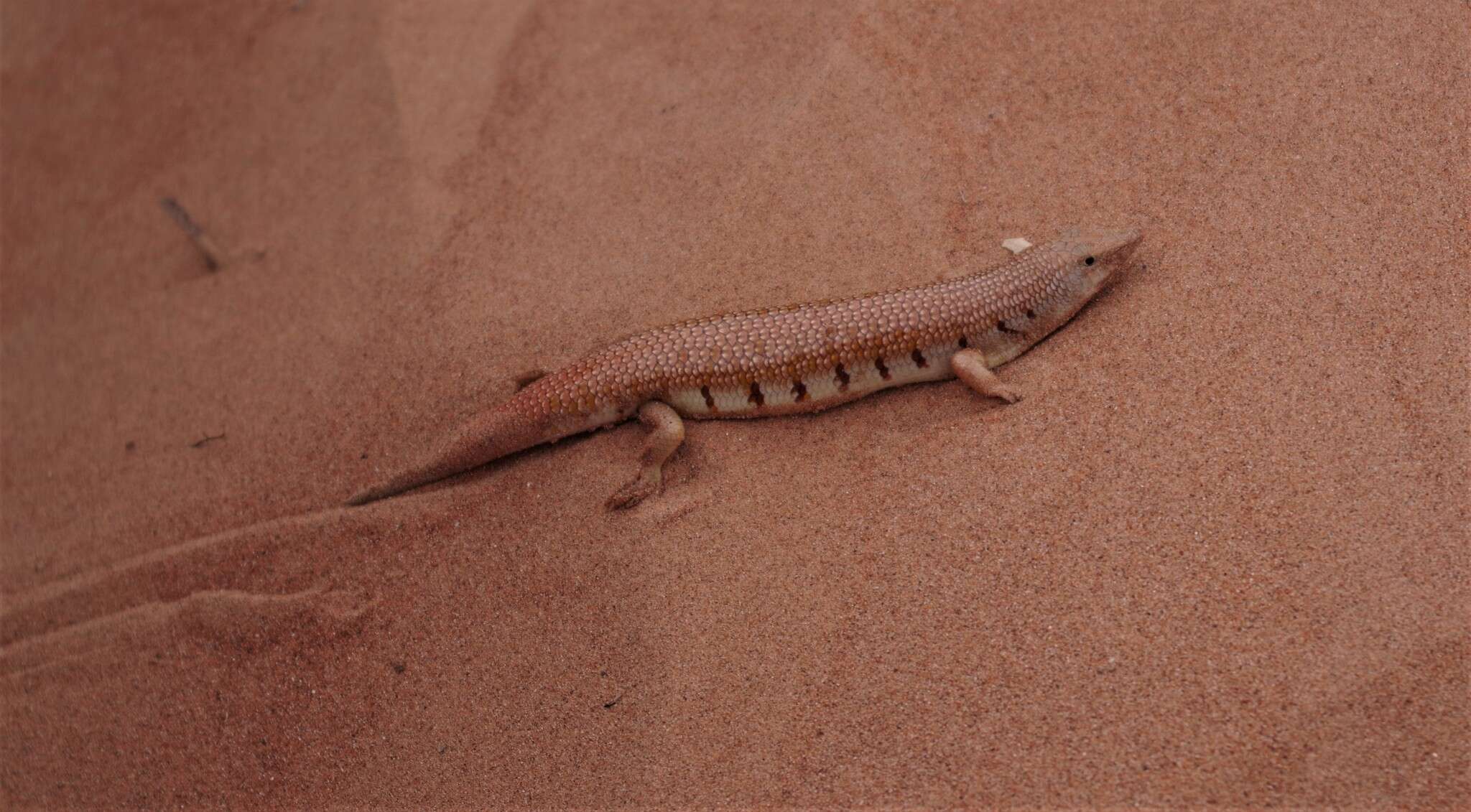 Image of Eastern Skink