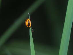 Image of Lady beetle