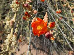 Image of Emory's globemallow