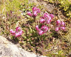 Image de Pedicularis asplenifolia Floerke ex Willd.