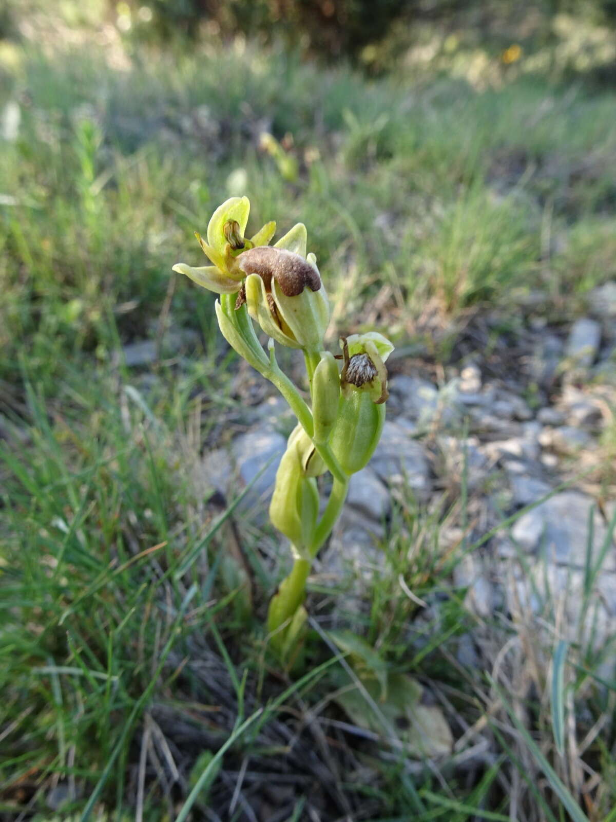 Image of Dark bee orchid