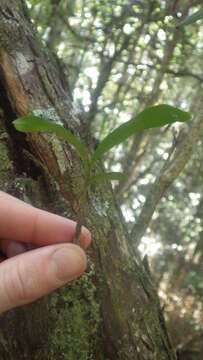 Imagem de Polystachya fusiformis (Thouars) Lindl.