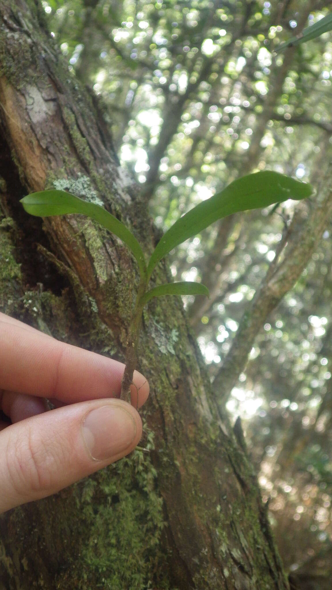 Imagem de Polystachya fusiformis (Thouars) Lindl.