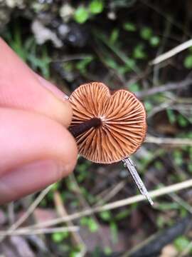 Image of Phaeomarasmius erinaceus (Fr.) Scherff. ex Romagn. 1937