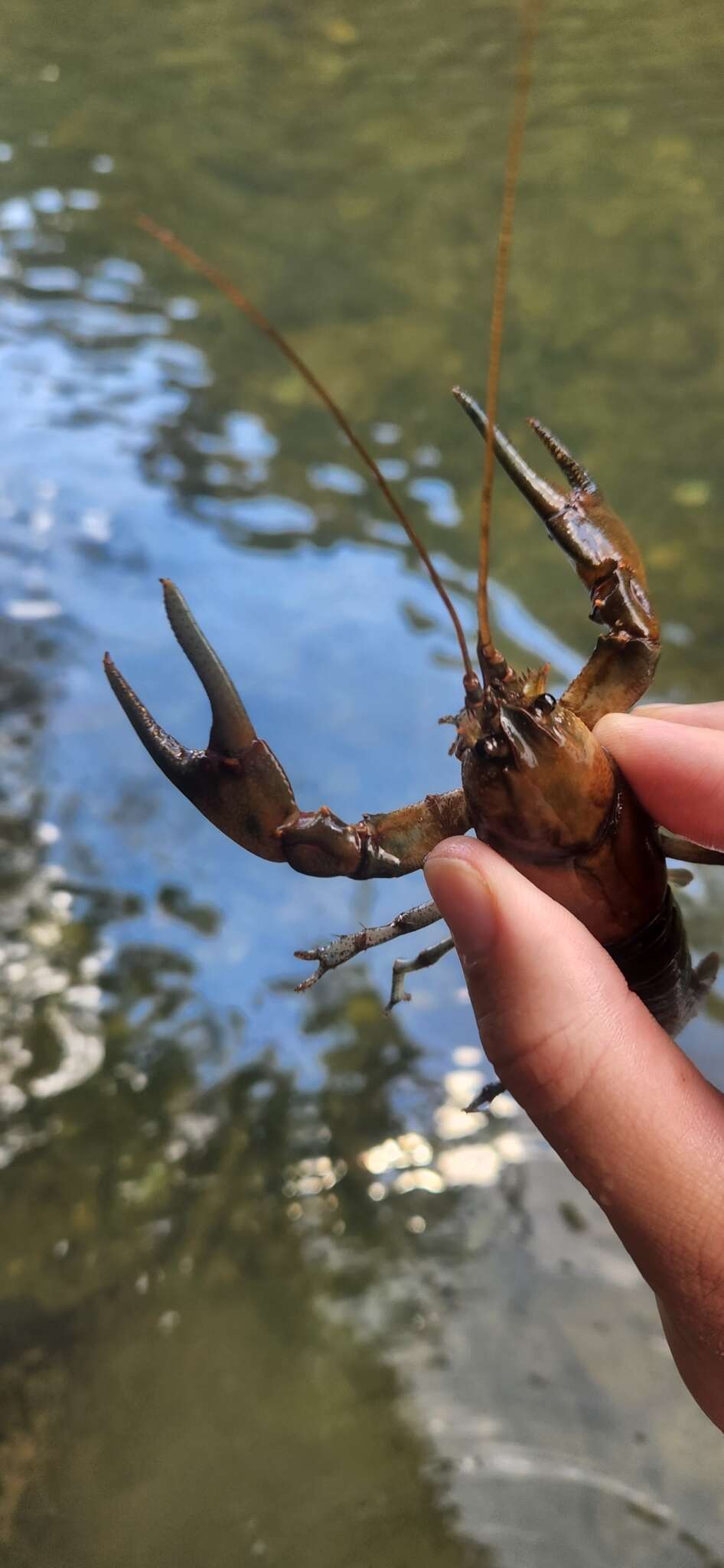 Image of Cambarus chasmodactylus James 1966