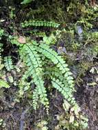 Image de Asplenium tripteropus Nakai