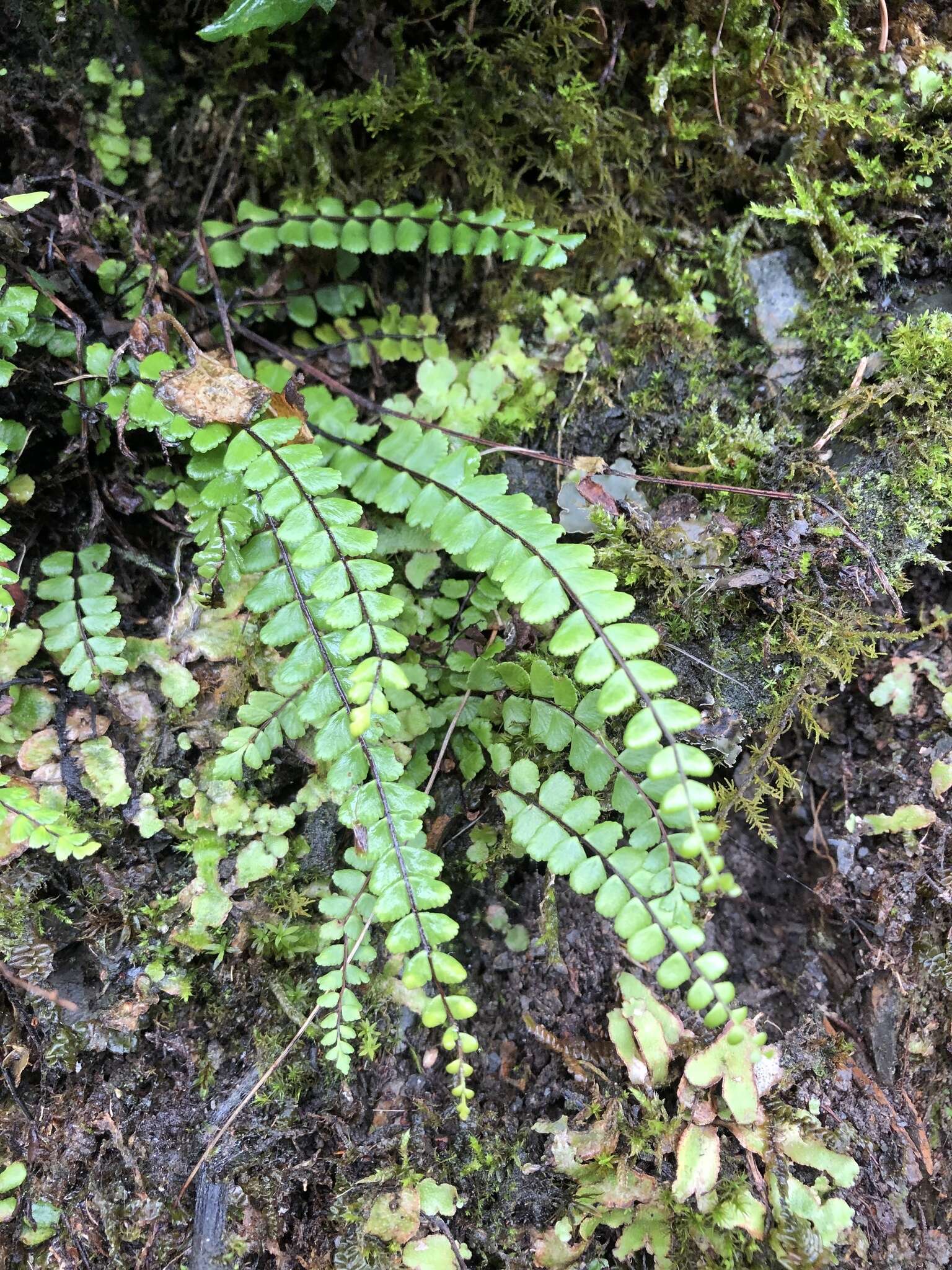 Слика од Asplenium tripteropus Nakai