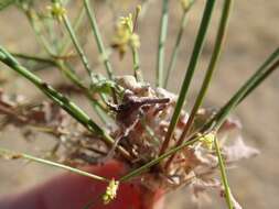 Image of Western Mojave buckwheat