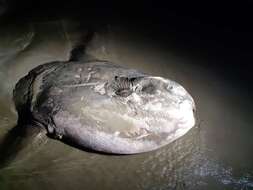 Image of Hoodwinker ocean sunfish