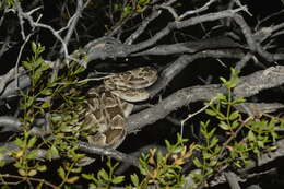 Image of Bothrops diporus Cope 1862