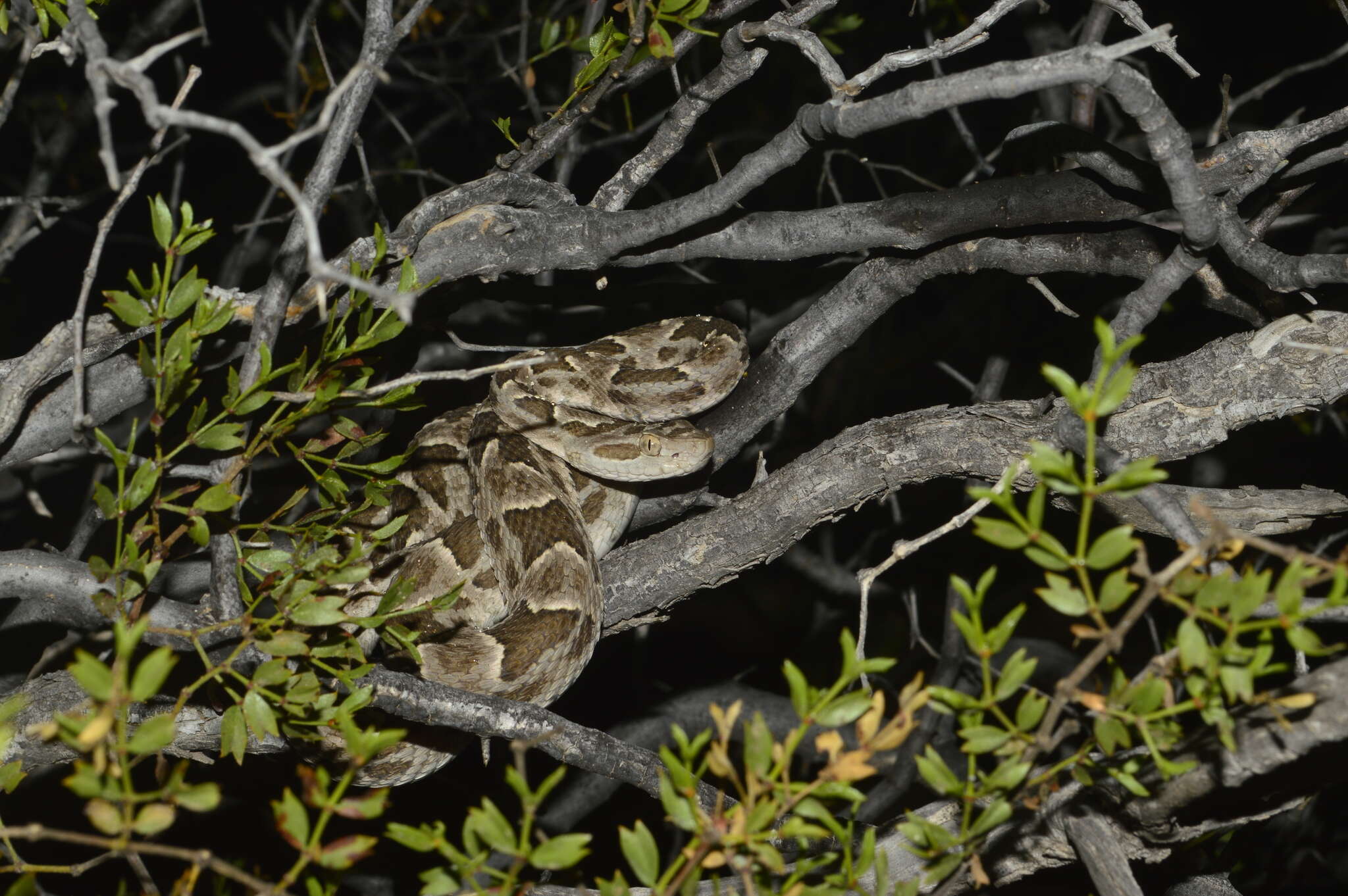 Image of Bothrops diporus Cope 1862