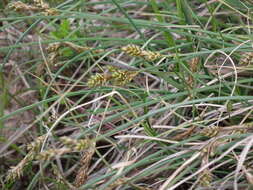 Image of lesser saltmarsh sedge