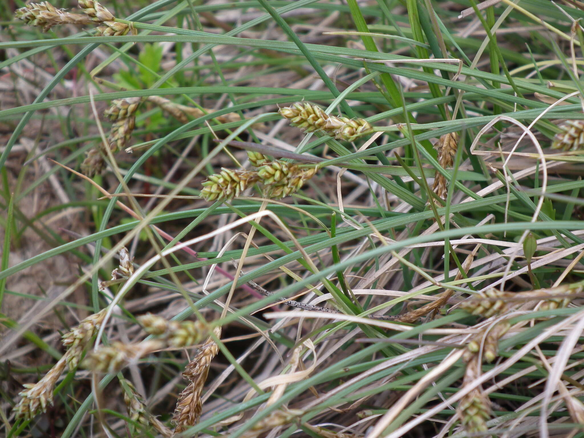 Image of lesser saltmarsh sedge