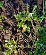 Imagem de Nemophila pedunculata Dougl. ex Benth.