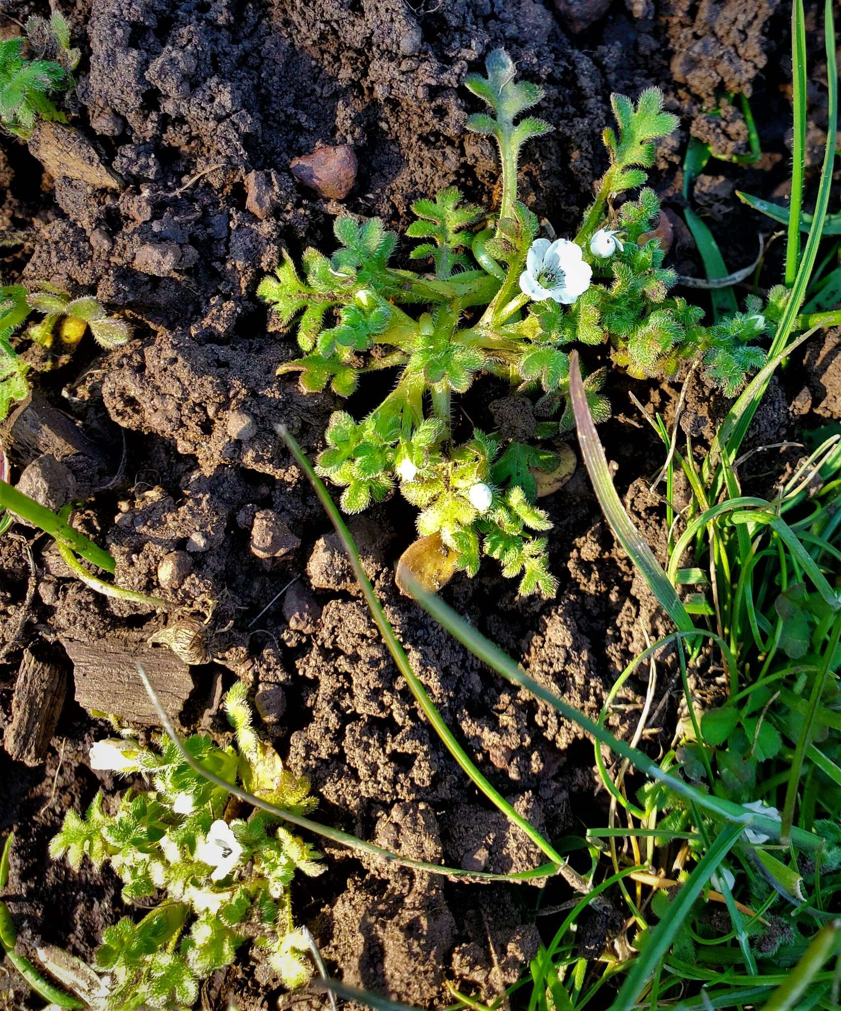 Imagem de Nemophila pedunculata Dougl. ex Benth.