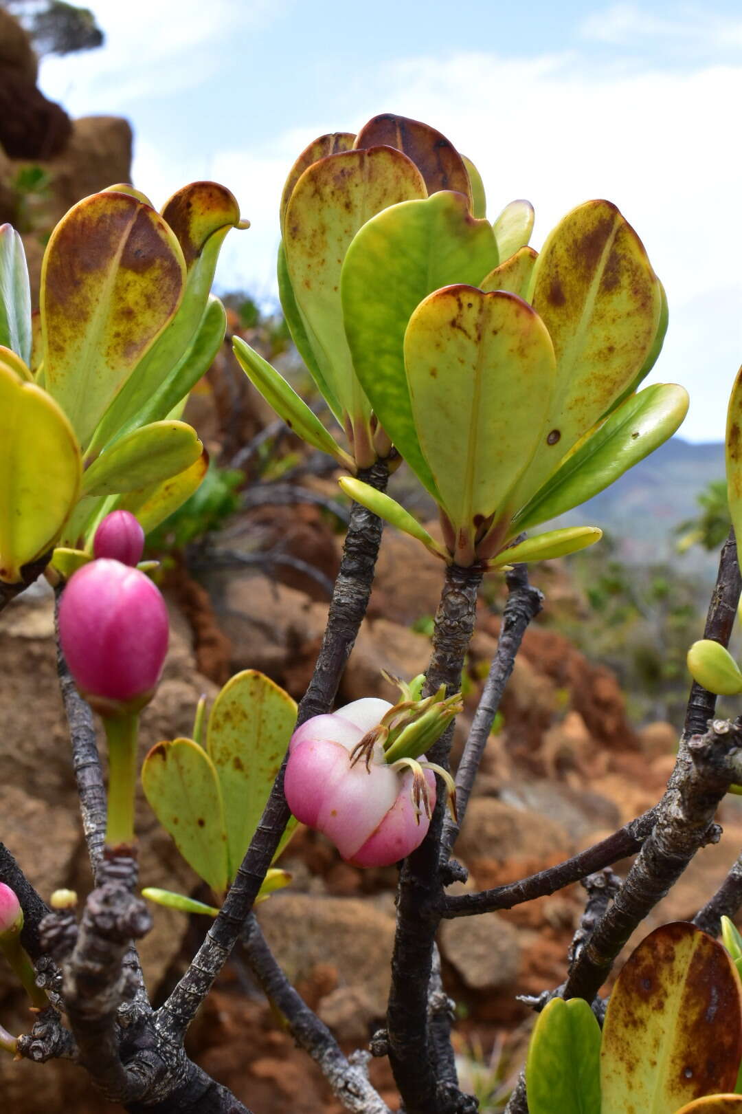 Image of Montrouziera verticillata Planch. & Triana