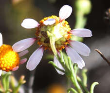 Image of Cymbopappus adenosolen (Harv.) B. Nord.