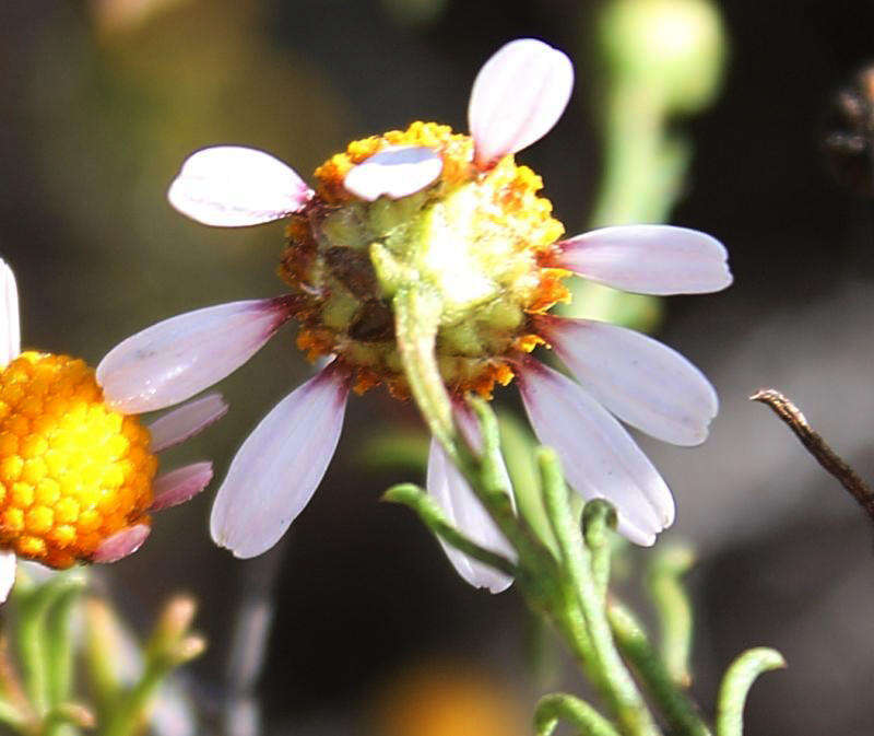 Image of Cymbopappus adenosolen (Harv.) B. Nord.