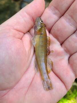 Image of Bronze darter