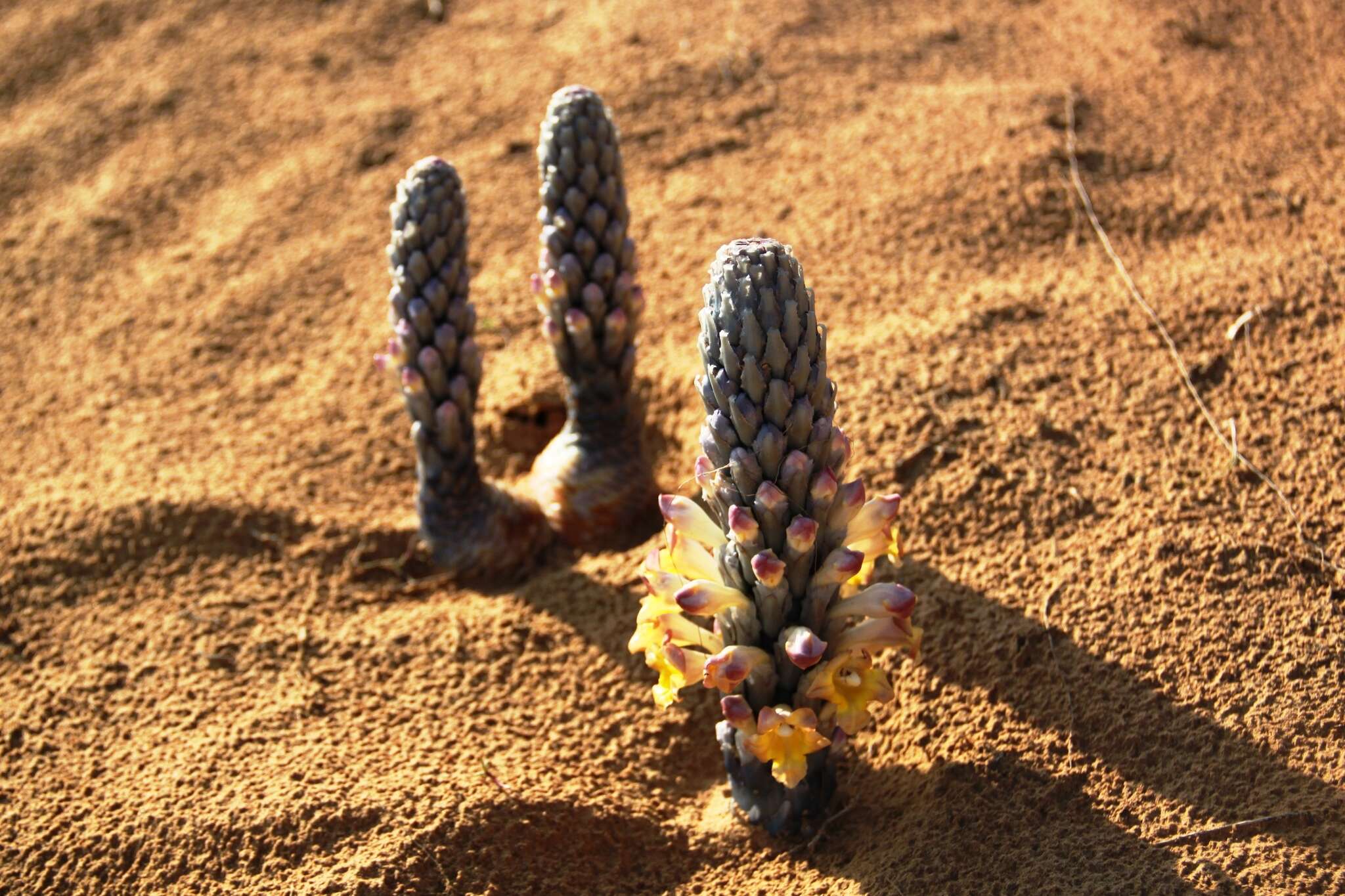 Image of Desert hyacinth