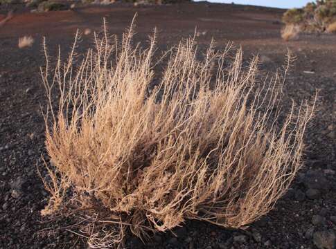 Plancia ëd Descurainia bourgaeana (E. Fourn.) Webb