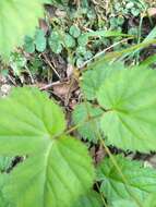 Image de Astilbe longicarpa (Hayata) Hayata