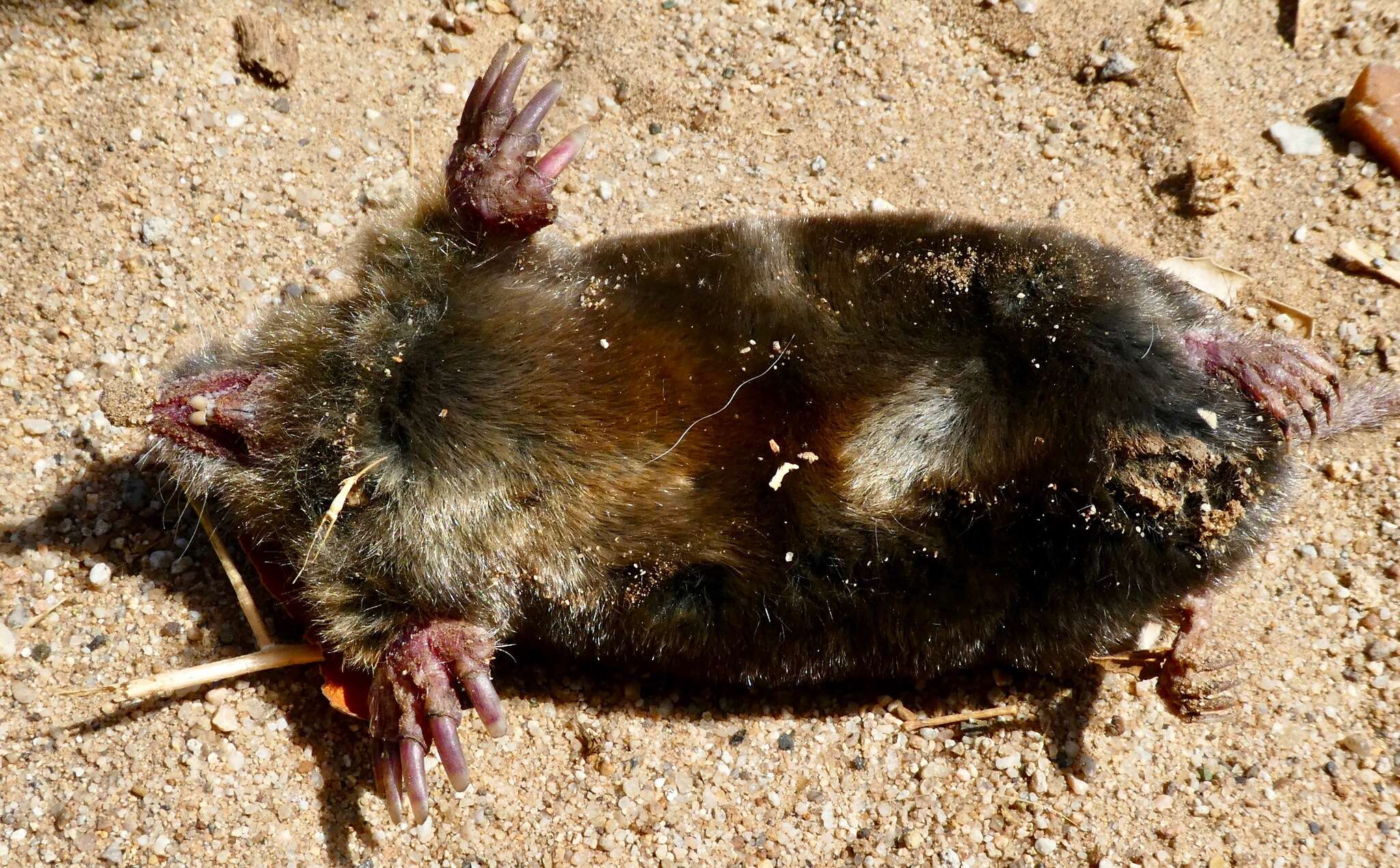 Image of Broad-footed Mole