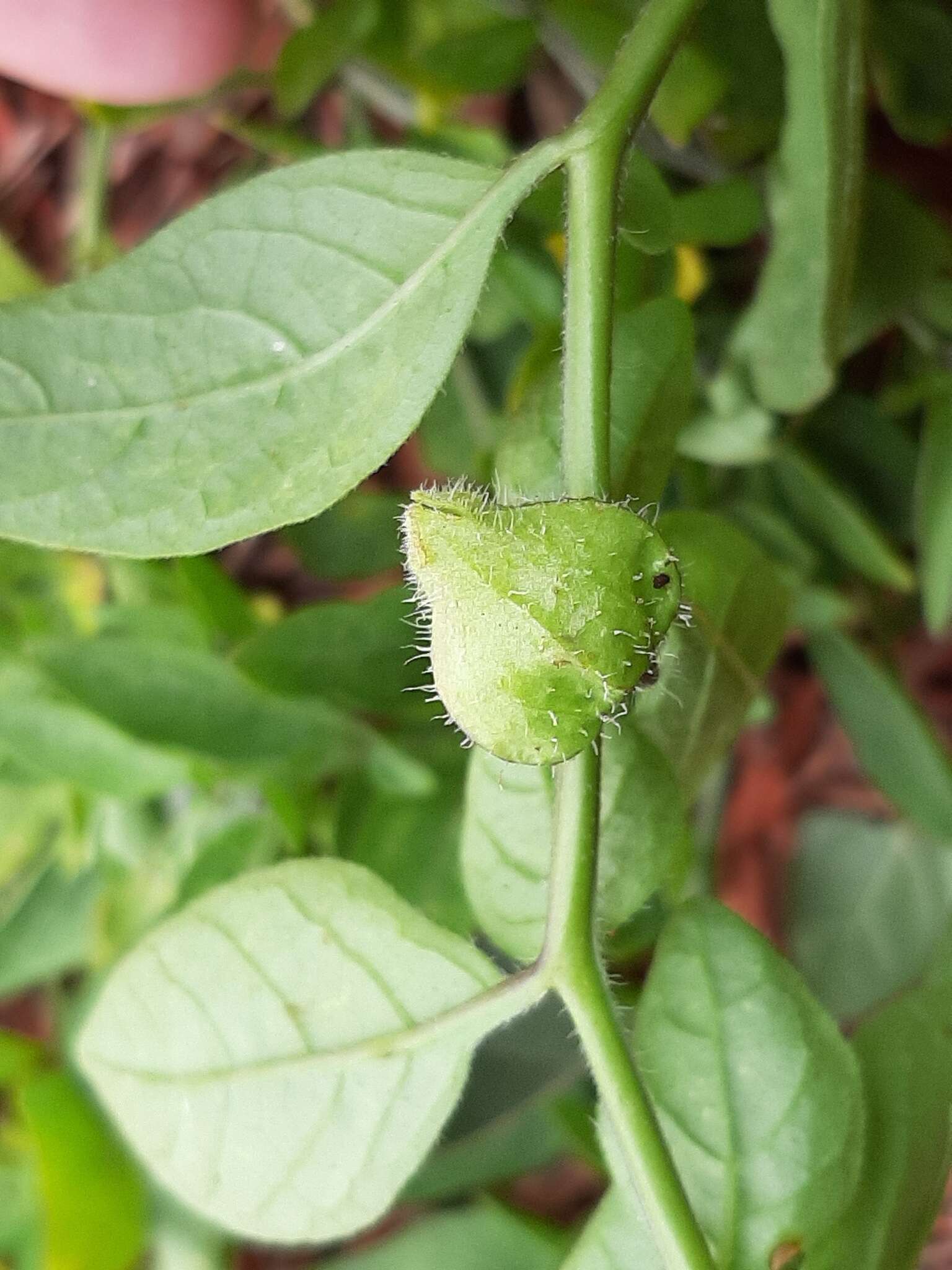 Image of sword groundcherry