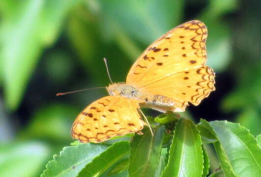 Image of Phalanta phalantha aethiopica Rothschild & Jordan 1903