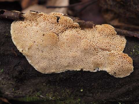 Image of Cartilosoma rene-hentic B. Rivoire, Trichiès & Vlasák 2015