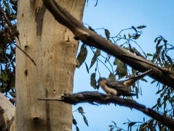 Image of Fan-tailed Cuckoo