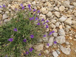 Imagem de Campanula stricta L.