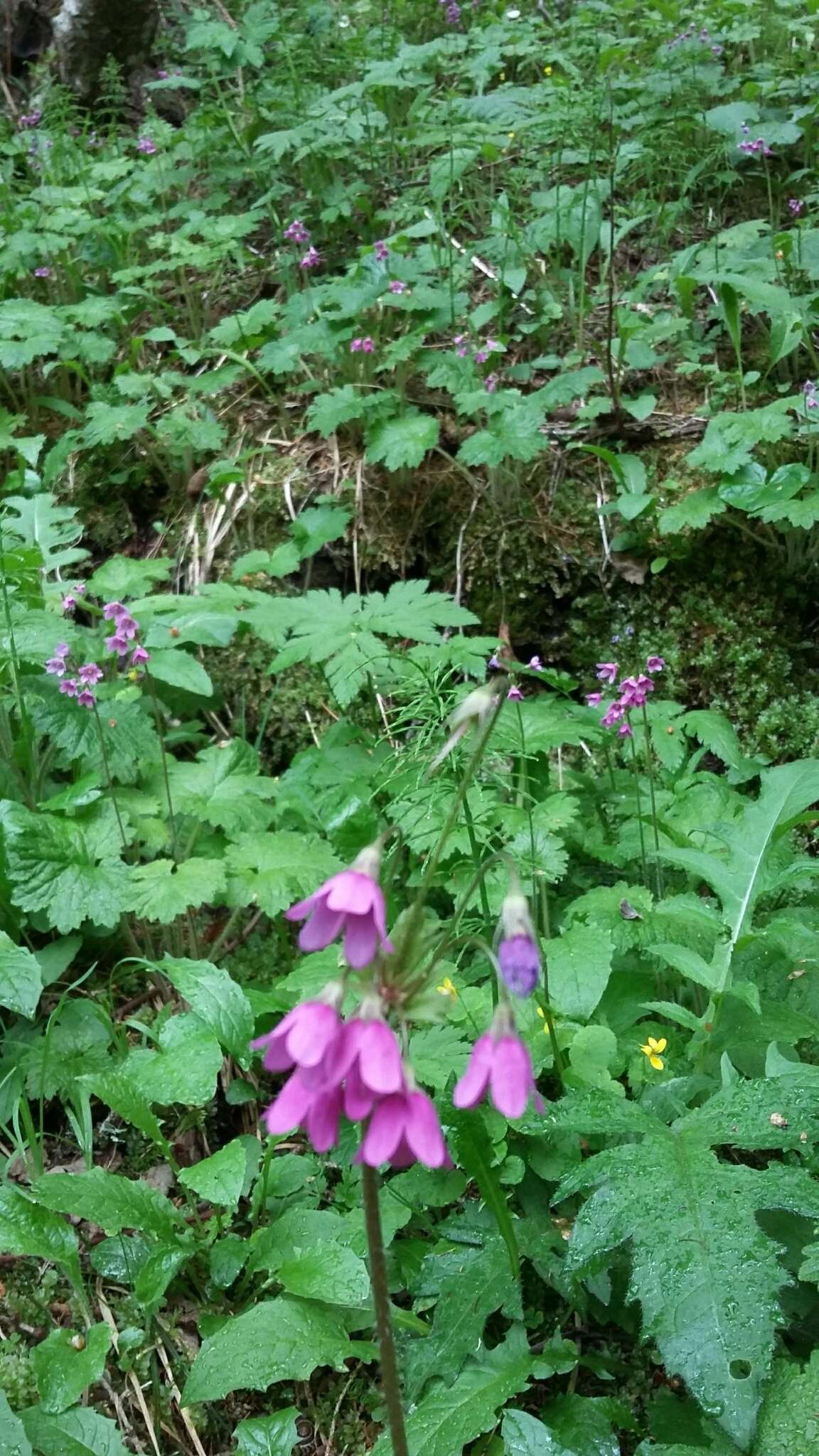 Image of Primula matthioli Richt.