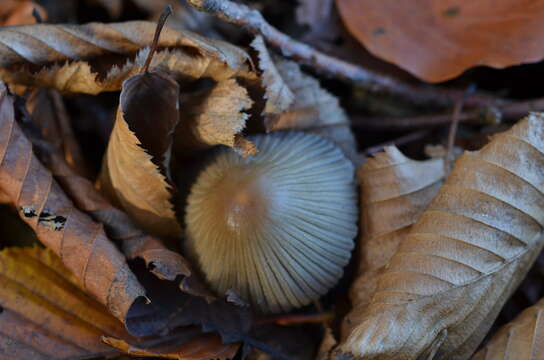 Coprinellus impatiens (Fr.) J. E. Lange 1938 resmi