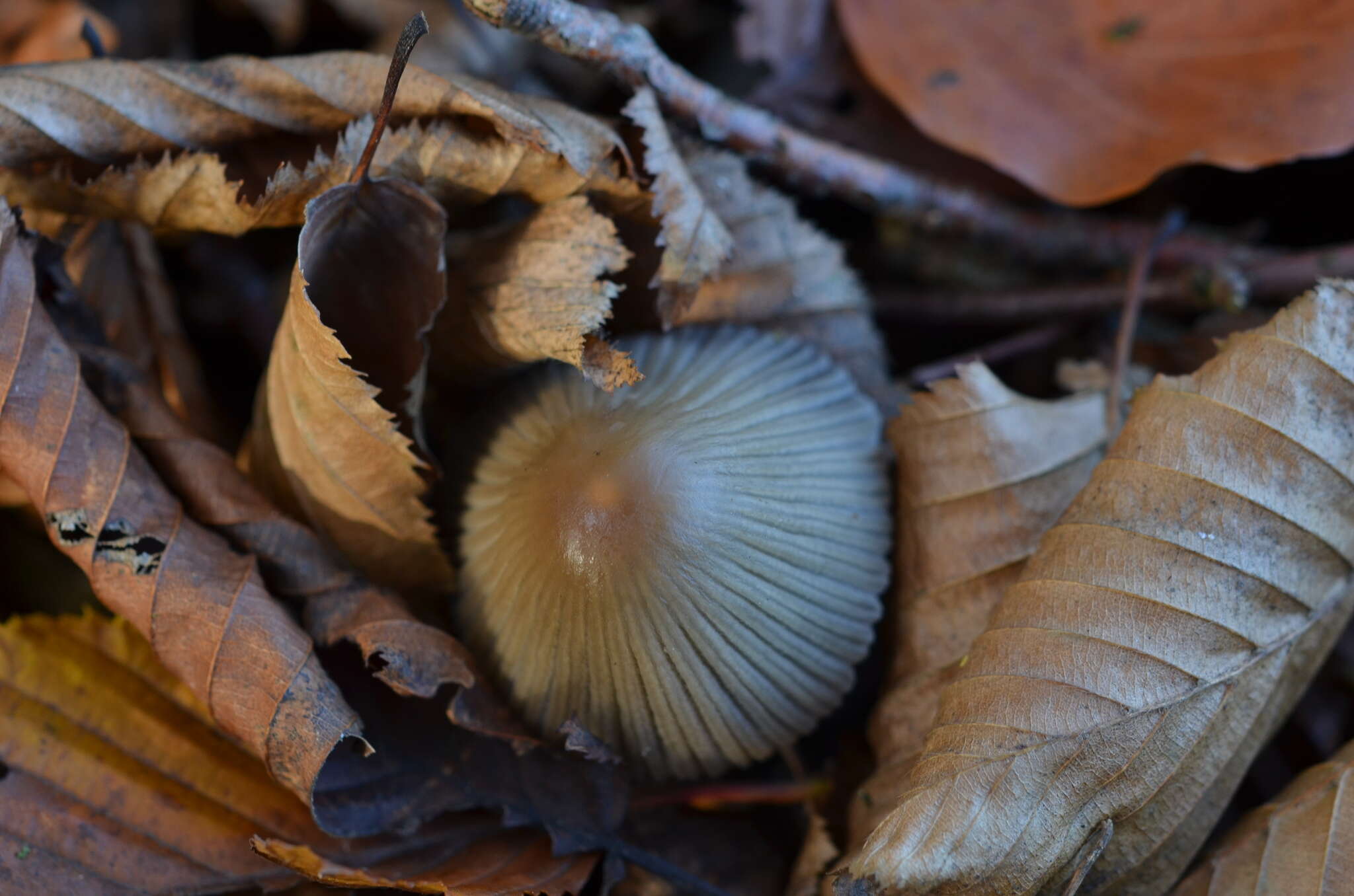 Image of Coprinellus impatiens (Fr.) J. E. Lange 1938