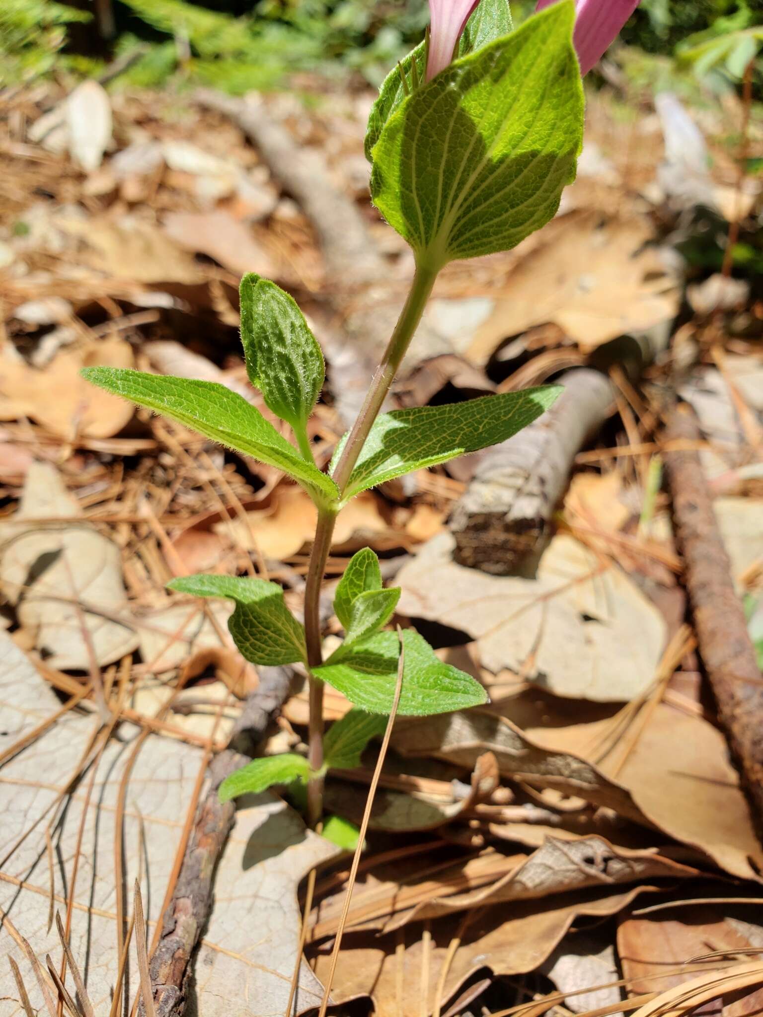 Imagem de Spigelia scabrella Benth.